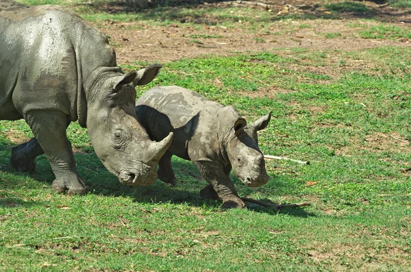 Τη μητέρα και το ρινόκερο μωρών — Φωτογραφία Αρχείου