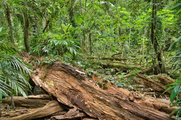 Падіння дерева в тропічних лісах — стокове фото