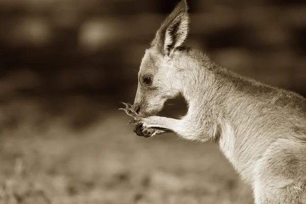 Kangourou gris de l'Est sépia — Photo