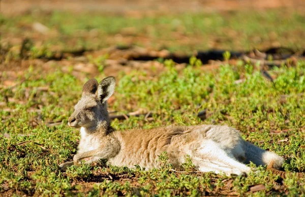Kangaroo laying in morning sun — Stock Photo, Image