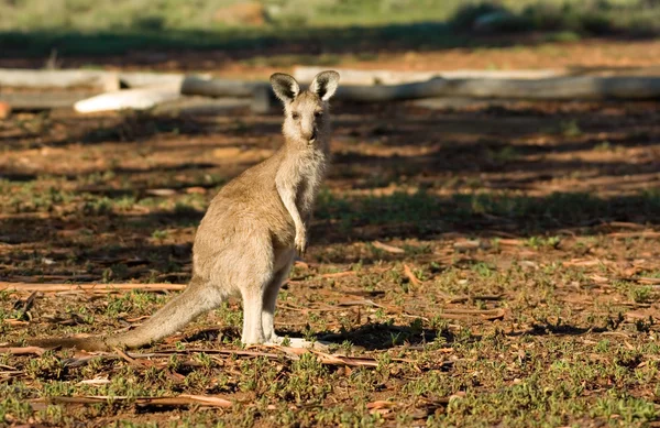 Känguru blickt in Kamera — Stockfoto
