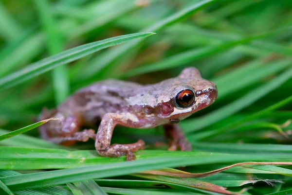 草で少し赤目カエル — ストック写真
