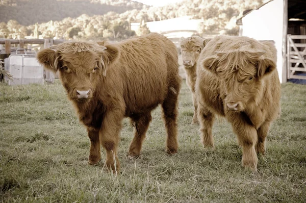 Vaches des Highlands à la ferme — Photo