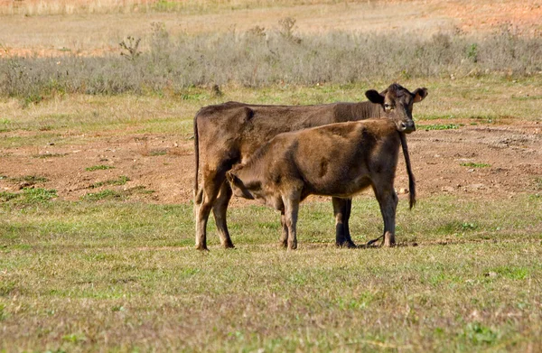 Корова пьет — стоковое фото