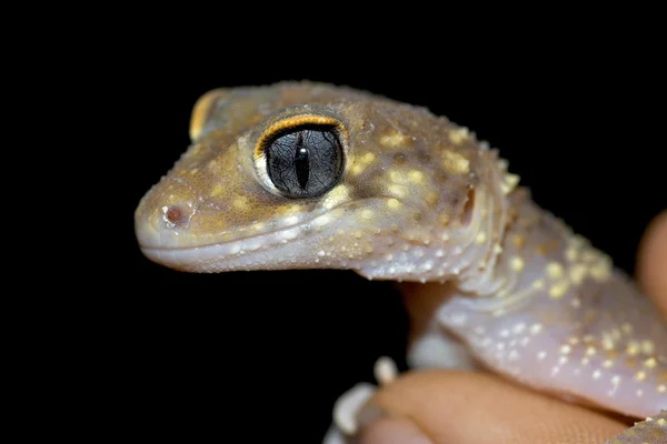 Gecko aus nächster Nähe — Stockfoto