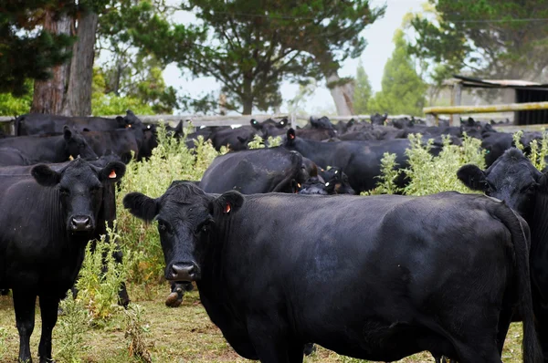 Vacas negras — Fotografia de Stock