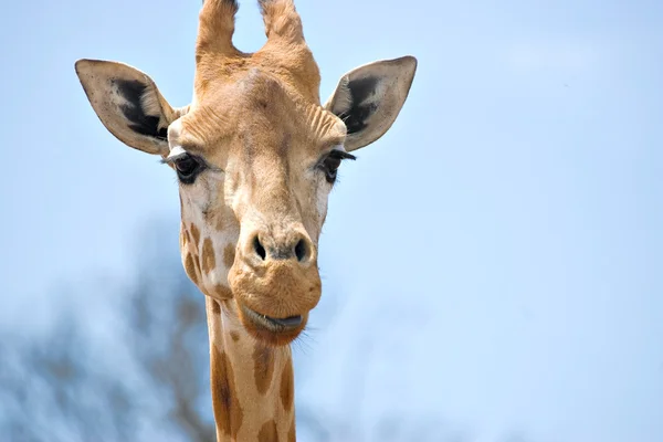 Girafa olhando para a câmera — Fotografia de Stock