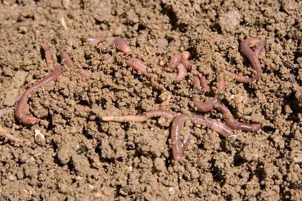 Компостирующие черви — стоковое фото