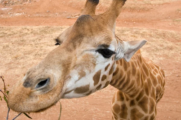 Жираф близко. — стоковое фото