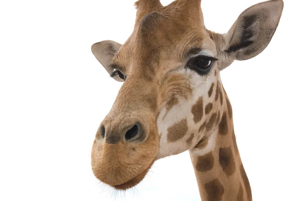 Giraffa primo piano su bianco — Foto Stock
