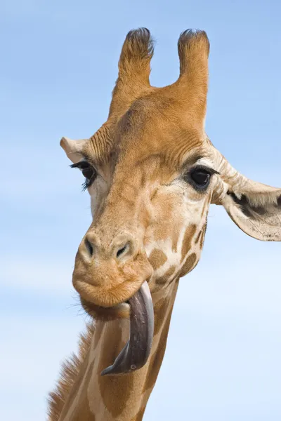 Giraffe sieht dumm aus — Stockfoto