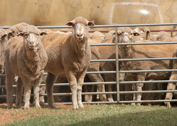 Ovce v Peru — Stock fotografie