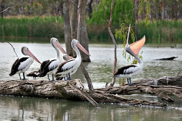 Um pelicano jactancioso exibindo-se em fron — Fotografia de Stock