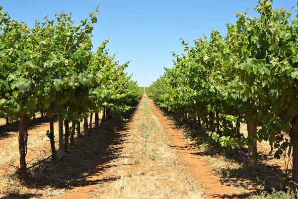 Viñas de uva en fila — Foto de Stock