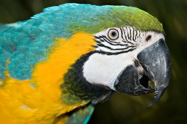 stock image Macaw