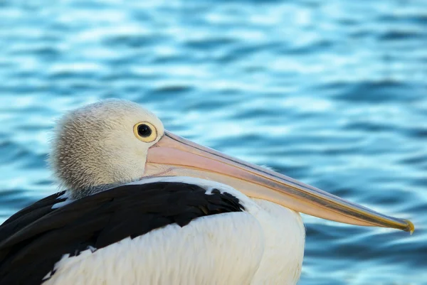 Pelicano — Fotografia de Stock