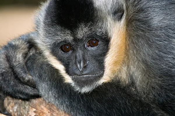 Witte overhandigde gibbon — Stockfoto