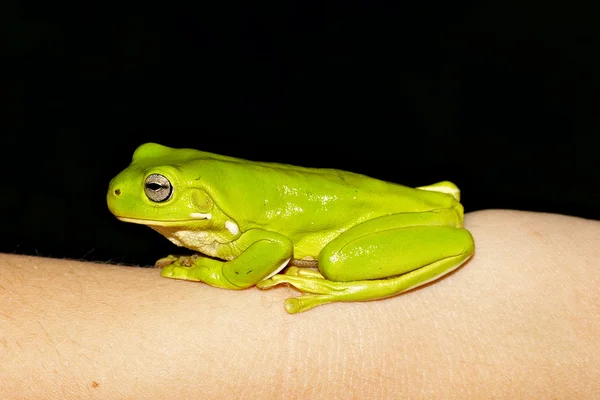 Green tree frog — Stock Photo, Image