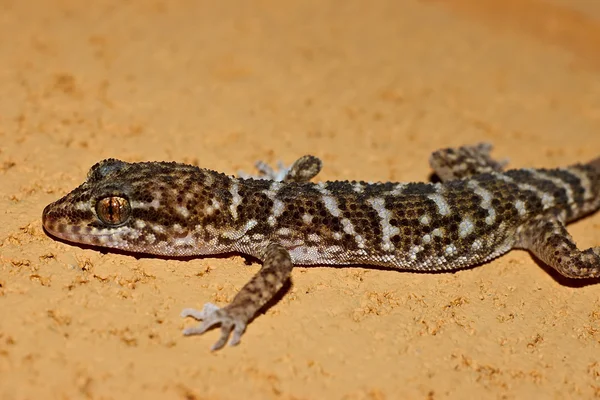 Gecko em pedra — Fotografia de Stock