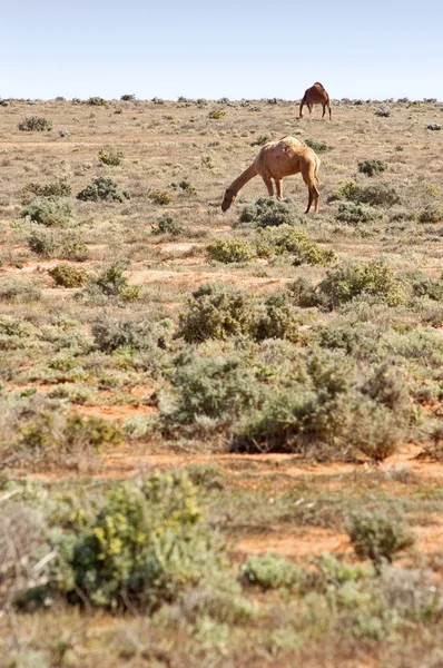 Kamelen in de woestijn — Stockfoto