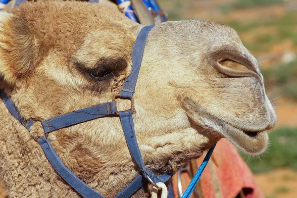 Camel — Photo