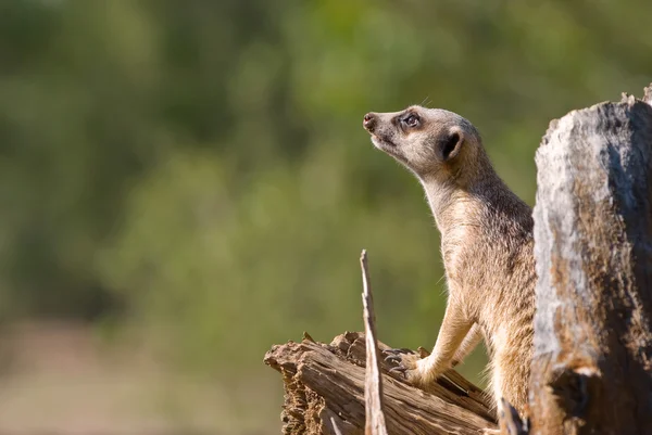 Meerkat en guardia — Foto de Stock