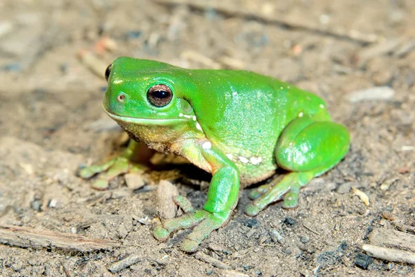 Žába zelená — Stock fotografie