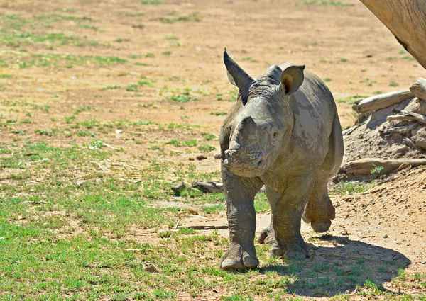 Baby rhino — Stock Photo, Image
