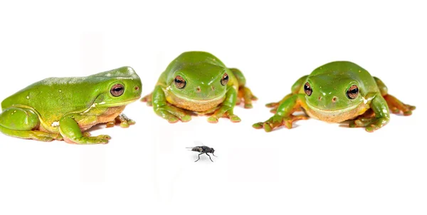 Green tree frogs and a fly — Stock Photo, Image