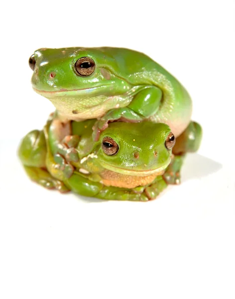 Two frogs — Stock Photo, Image