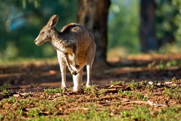 Känguru schaut nach links — Stockfoto