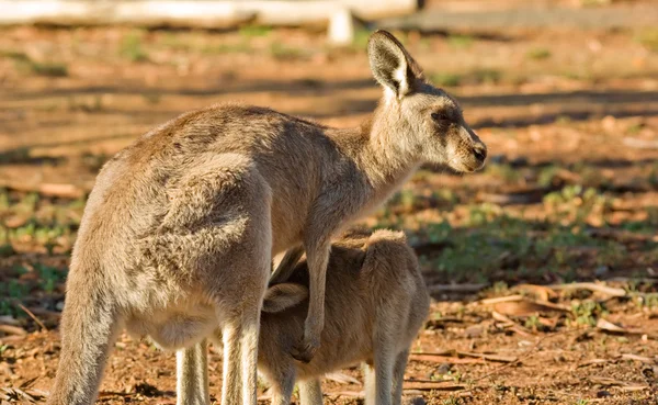 Mama kangur i joey — Zdjęcie stockowe