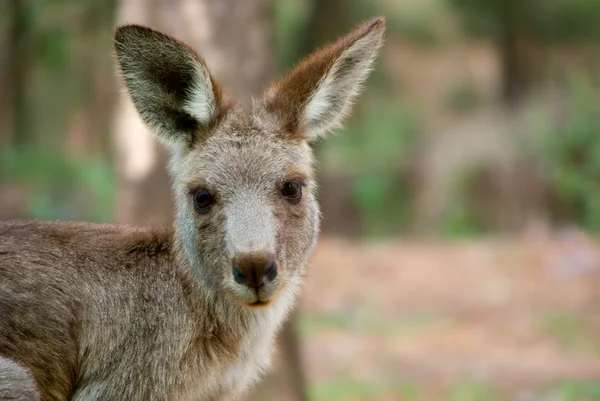 Australian kangaroo — Stock Photo, Image