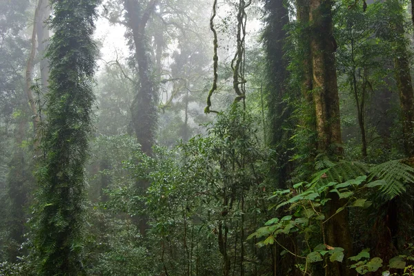 雨の森 — ストック写真