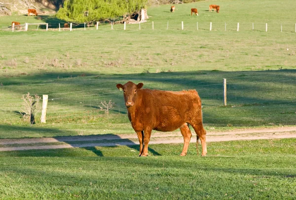 Ko på fältet — Stockfoto