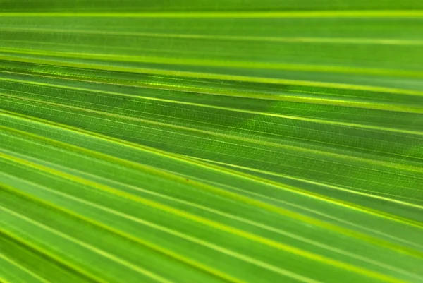 Palm leaf bakgrund — Stockfoto