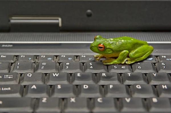 키보드에 개구리 — 스톡 사진