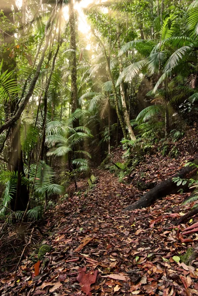 Тропічний ліс шлях — стокове фото