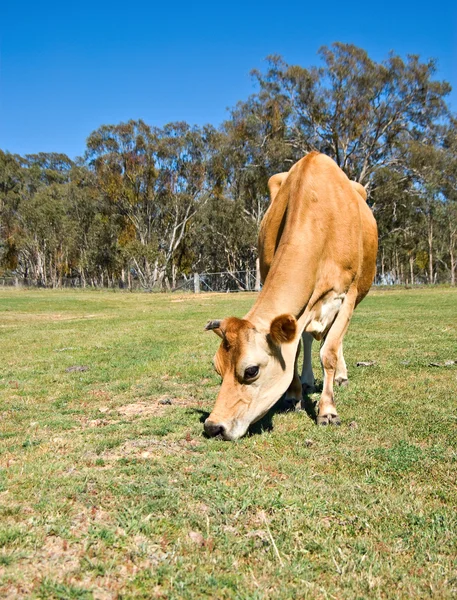 Vaca mănâncă iarbă — Fotografie, imagine de stoc