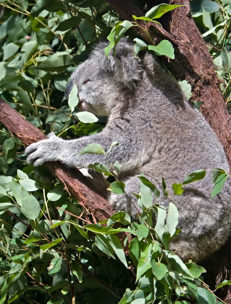 Australiensiska koala — Stockfoto
