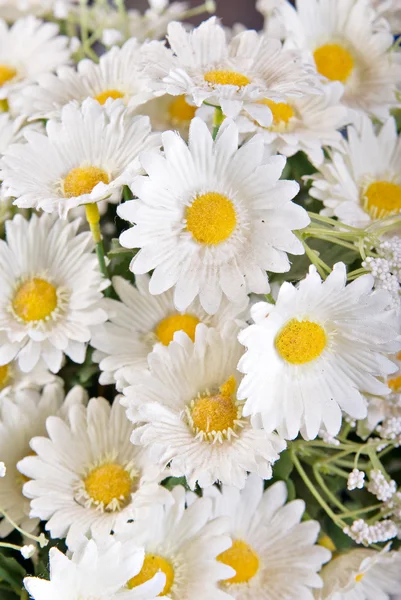 stock image White silk daisies