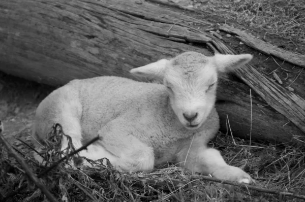 Aranyos bárány gazdaságban — Stock Fotó