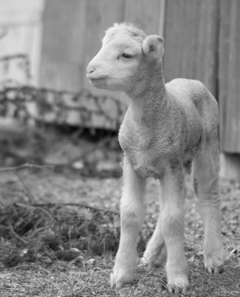 Schattig lam op boerderij — Stockfoto