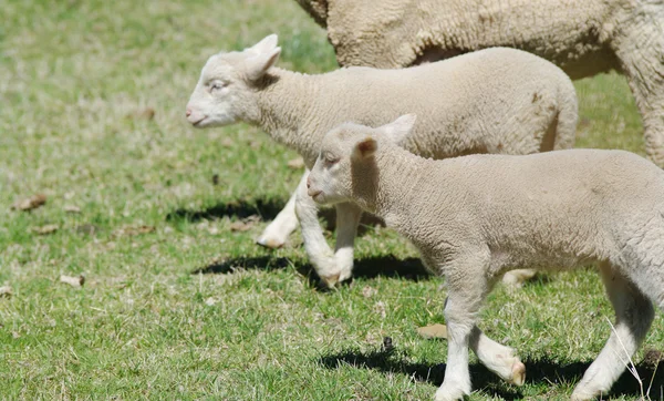 Young lambs on the farm — Stock Photo, Image