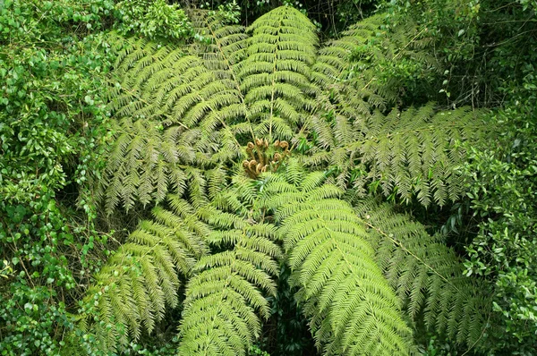 Tree fern i regnskogen — Stockfoto
