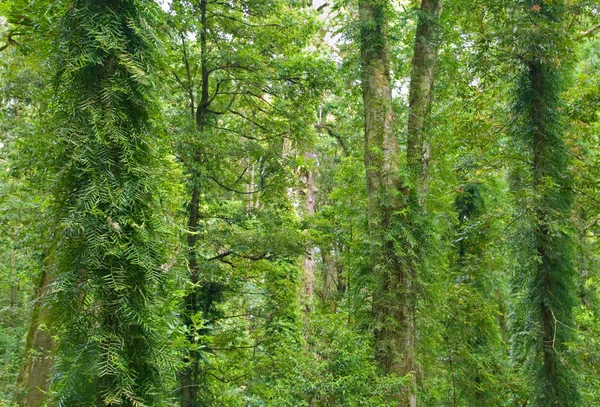 Regenwoud bomen — Stockfoto