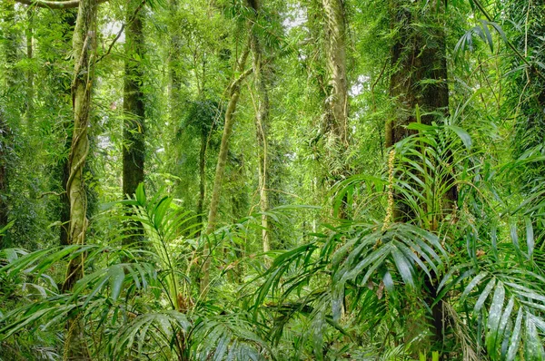Rainforest trees — Stock Photo, Image