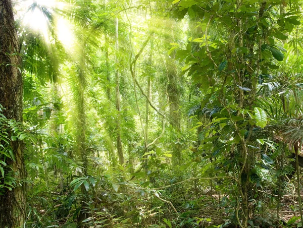 Luz do sol na floresta tropical — Fotografia de Stock