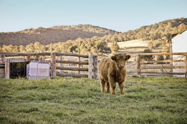 Highland kráva na farmě — Stock fotografie