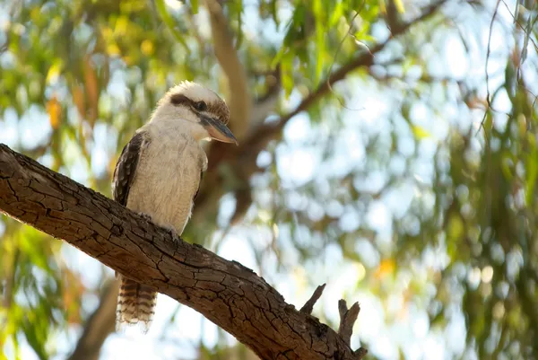 Kookaburra w drzewo — Zdjęcie stockowe